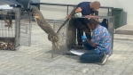 Afyon’da tedavisi tamamlanan kuşlar doğaya salındı
