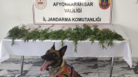 Afyon’da keneviri bakın nerede yetiştirmişler?