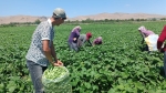 Afyon’da fasülye tarlada 80 TL’den 20 TL’ye düştü: Çiftçi isyan ediyor!