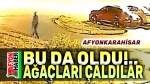 Afyon’dan şok haber!.. Çam ağaçlarını söktü, çaldı!..