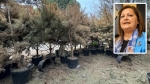Burcu Köksal’dan Millet Bahçesi’nde kuruyan çam ağaçları ile ilgili açıklama