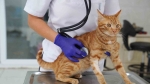 İyileşen felçli kedi yeni yuvasını bekliyor