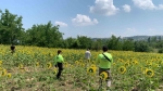 Kayıp çoban dün akşamdan beri aranıyor