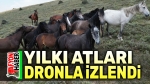 Yılkı atları havadan görüntülendi