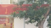 Uzayan ağaç dalları trafik lambasının önünü kapattı