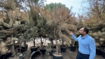 Afyon’da Millet Bahçesi’nde onlarca çam ağacını saksıda kurutmuşlar!