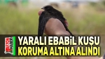 Yaralı Ebabil kuşu koruma altına alındı