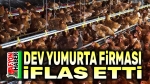 Dev yumurta firması iflas etti