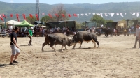 Muğla’da boğa güreşinden elde edilen gelir hasta ve engelliler için kullanıldı