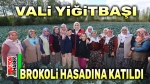 Vali Yiğitbaşı, brokoli hasadına katıldı