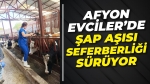 Afyon Evciler’de şap aşısı seferberliği