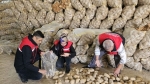 Afyon’dan 300 ton patates ihracatı yapıldı