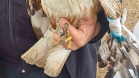 Kanadı kırık halde bulunan kızıl şahin tedaviye alındı