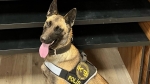 Narkotik köpeği anında buldu!..