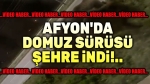 Afyon’da domuz sürüleri şehre indi!..