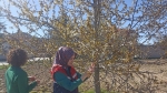 Afyon’da zirai don hasar tespit çalışmaları devam ediyor