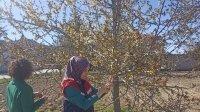 Afyon’da zirai don hasar tespit çalışmaları devam ediyor