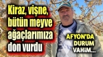Afyon’da meyve ağaçlarının tamamına don vurdu