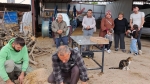 Aydın’da etkili olan yağış dolayısıyla “şükür kurbanı” kesildi