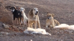 Afyon’da Köpek Saldırısı: 9 Yaşındaki Çocuğa Saldırdı! Hastaneye kaldırıldı…