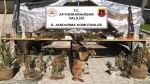 Afyon’da kenevirden uyuşturucu imal eden şahıs yakalandı