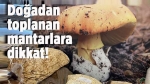 Zehirli mantar uyarısı!..