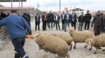 “Sürdürülebilir Koyun” Projesi: Afyon Çay’da 20 Üreticiye 500 Küçükbaş Hayvan Dağıtıldı