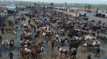 Afyon’da hayvan pazarlarında kurban bereketi!..