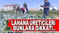 Lahana üreticilerine uyarıda bulunuldu