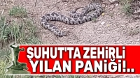 Şuhut’ta zehirli yılan paniği