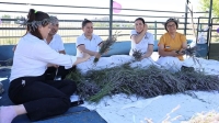 Lavanta ve kekik hasadı renkli görüntülere sahne oldu
