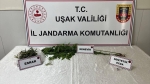 Banaz’da Uyuşturucu Operasyonu: 1 Gözaltı