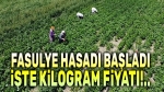 Fasulye hasadı başladı, işte kilogram fiyatı!..