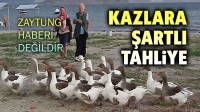 Zaytung haberi değildi: Kazlara şartlı tahliye!..