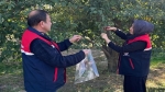 Afyon’da kiraz ve vişnede zararlılara karşı nümune alındı
