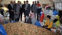 Afyon Dinar’da ceviz hasadı başladı