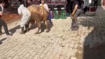 Kütahya’da kaçmaya çalışan kurbanlık kesim görevlisini savurdu