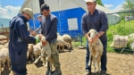 Çay ve Sultandağı’nda Küçükbaş Hayvanlara Aşılama ve Küpeleme Çalışması