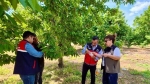 Afyon’da ‘Organik Kiraz Sirke ile Korunuyor’ projesi: Sirke sineği tuzakları kontrol edildi