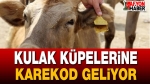 Kulak Küpelerinde Karekod ve Yeni Düzenleme