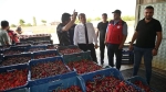 Afyon Çay’da kiraz hasadı başladı: “Çiftçimizin emeğinin karşılığını alması için destek olmaya hazırız”