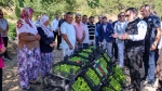 Bilecik’in Coğrafi İşaretli Kamber Biberi’nde Hasat Başladı: Ata Tohumu 50 Üreticiyle 100 Dekarda Yetişiyor