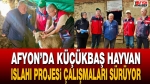 Afyon’da küçükbaş hayvan ıslahı projesi çalışmaları sürüyor