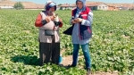 Gıda güvenliği için hasat öncesi pestisit denetimleri sürüyor