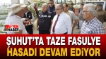 Afyon Şuhut’ta taze fasulye hasadı devam ediyor